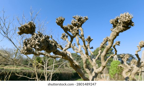 Unique knobby pollarded tree branches stand out against a clear blue sky in a garden setting.