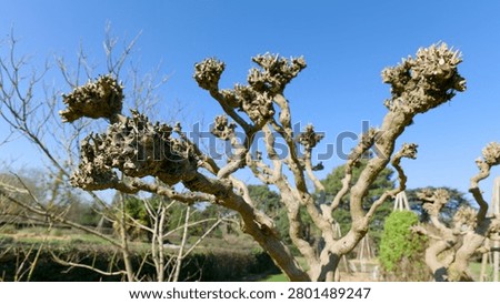 Unique knobby pollarded tree branches stand out against a clear blue sky in a garden setting.