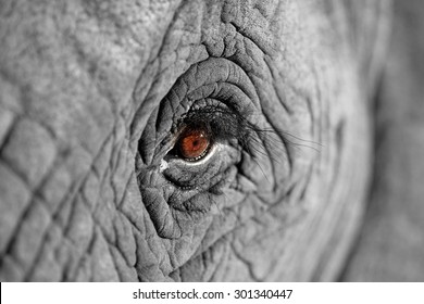 A unique look into the eye of one of the worlds most loved animals,the African elephant. Taken in South Africa.