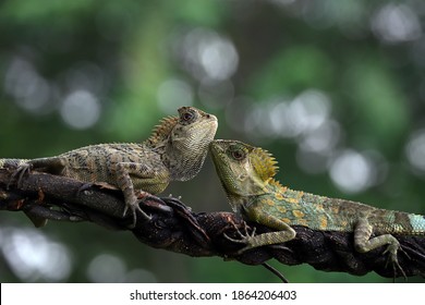 Unique Moment Of Two Beautiful Forest Dragons On A Tree Branch.