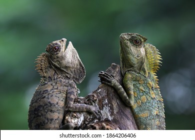 Unique Moment Of Two Beautiful Forest Dragons On A Tree Branch.