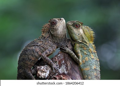 Unique Moment Of Two Beautiful Forest Dragons On A Tree Branch.