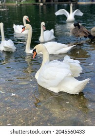 Unique Moment Where Swan Enjoying His Friends