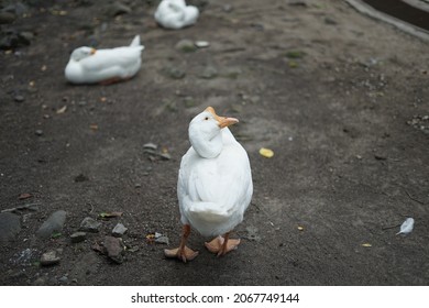 The Unique Moment Of A White Swan With A Flexible Neck