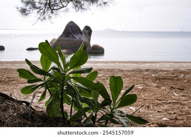 The unique and natural beach rock formation resembles a tortoise, Romodong Beach, Bangka Belitung Islands, Indonesia - Powered by Shutterstock