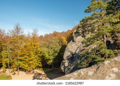 Unique nature landscape with ancient crags in Ukraine. Pine trees and birches with golden leaves growing on a crags in autumn - Shutterstock ID 2185622987