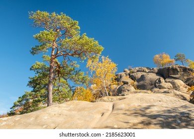 Unique nature landscape with ancient crags in Ukraine. Pine trees and birches with golden leaves growing on a crags in autumn - Shutterstock ID 2185623001