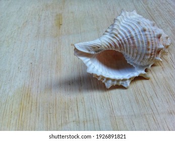 

unique objects found on the beach 

