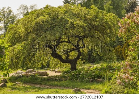Unique old tree with a gnarled, twisted trunk in a vibrant green garden, inviting pathway leading through summer flora