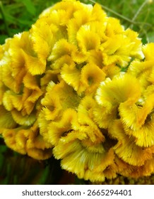 Unique orange cockscomb bloom emerging among fresh green leaves, photographed in natural sunlight.