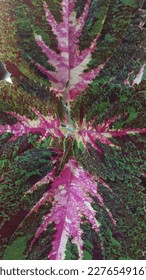 unique pattern of caladium miana leaves - Shutterstock ID 2276549167