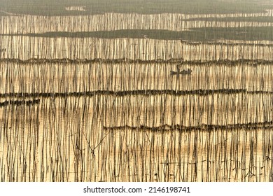 The Unique Pattern Formed By The Bamboo Poles Embedded In The Soil At The Kelp Farm,In Xiapu,China