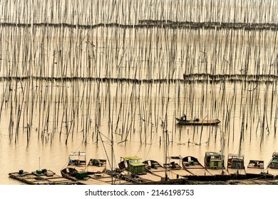 The Unique Pattern Formed By The Bamboo Poles Embedded In The Soil At The Kelp Farm,In Xiapu,China