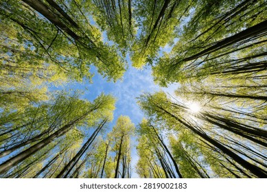A unique perspective from below, gazing up at a canopy of lush green trees reaching towards a clear blue sky with sunlight filtering through.