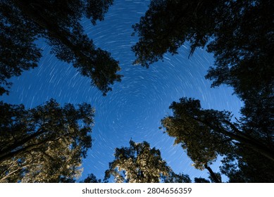 A unique perspective from below, gazing up through the silhouettes of tall trees towards a clear night sky filled with countless stars.