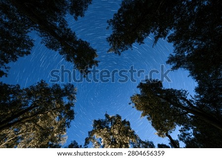 A unique perspective from below, gazing up through the silhouettes of tall trees towards a clear night sky filled with countless stars.