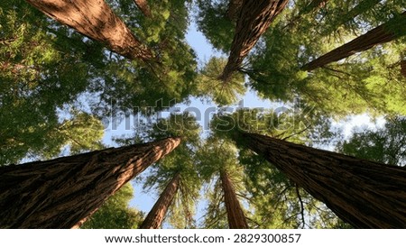 A unique perspective from below, gazing up at the towering canopy of ancient redwood trees against a clear blue sky.