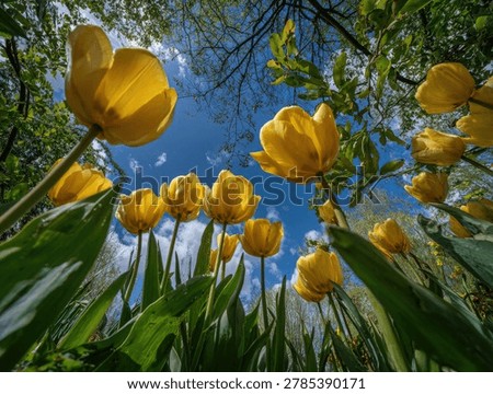 A unique perspective looking up at a cluster of bright yellow tulips reaching towards the sky, with green leaves and tree branches framing the scene.
