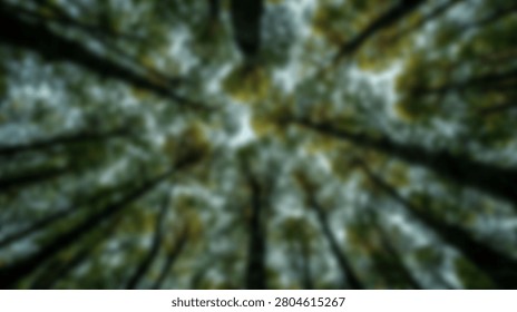 A unique perspective looking straight up towards the sky through the dense green canopy of tall trees in a forest.