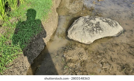 A unique perspective of a person's shadow cast on lush green grass and muddy terrain next to a body of water with a large rock.