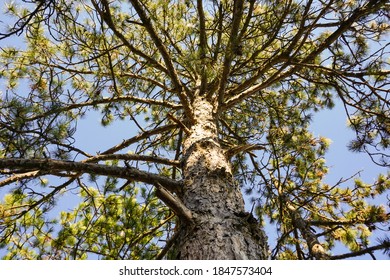 Unique Perspective Of A Pine Tree, Bottom View