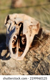 Unique Perspective Of A Skull Found In The Desert.