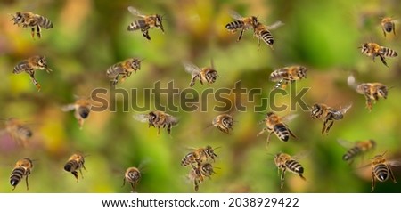 unique photo of bees in flight - bee breeding (Apis mellifera) close up