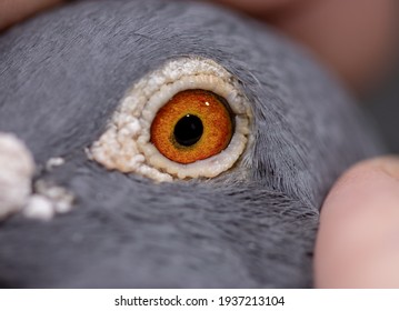 Eyeballs Images, Stock Photos & Vectors | Shutterstock