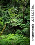 unique plants in ancient gondwana rainforest - lamington national park, queensland, australia; magic jungle near brisbane and gold coast