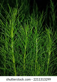 Unique Plants Photographed At Night With Flash Light