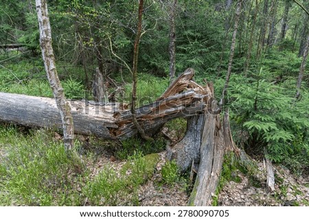 The unique protected area of ​​Kladská u Mariánské Lázně with a rich occurrence of peat bogs, a very popular place for tourists.