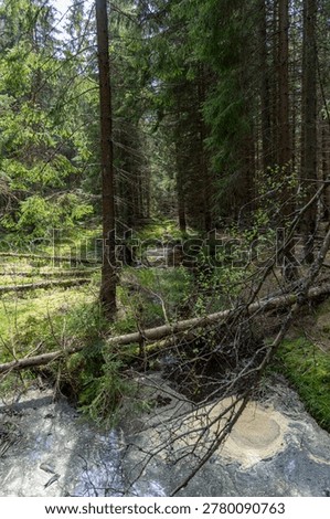 The unique protected area of ​​Kladská u Mariánské Lázně with a rich occurrence of peat bogs, a very popular place for tourists.