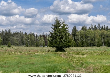 The unique protected area of ​​Kladská u Mariánské Lázně with a rich occurrence of peat bogs, a very popular place for tourists.