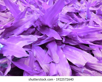 花 の画像 写真素材 ベクター画像 Shutterstock