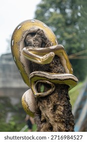 Unique reticulated python morph combining tiger, mottle, platinum, and sunfire patterns resting on a wooden log.