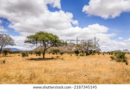 Unique savannah plains landscape with acacia tree in Kenya