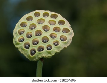 The unique seed head of a lotus flower (nelumba nucifera)