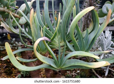 Unique Shape Of Fan Aloe Plant