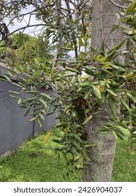  (Litchi chinensis) plant with unique shape of leaves