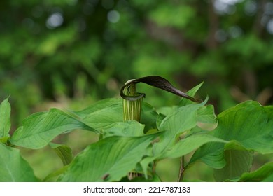 Unique shaped flower of Jack in the pulpit (Arisaema serratum) in Japanese summer - Shutterstock ID 2214787183