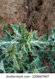 Unique Shaped And Thorny Plants