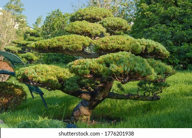 Unique shaping pine pruning technique or Niwaki for Japanese garden landscaping. - Powered by Shutterstock