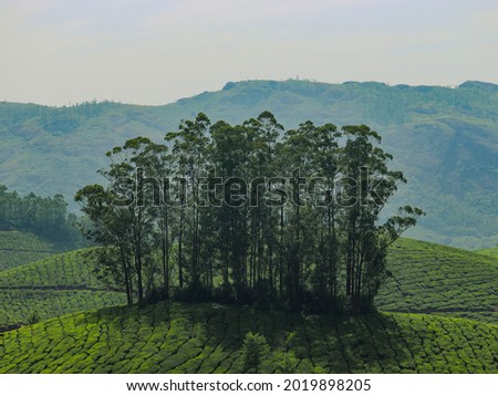 Unique sight where trees are present in the middle of the plantation, altogether. Photo from Munnar tea plantation, Kerala, India.