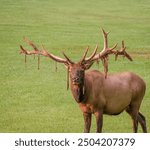 Unique Special Rare Non-typical Elk Bull Benezette PA 