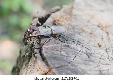 Unique Stag Beetle On The Endangered Species List Placed In The Wooden Stump
