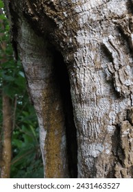 the unique texture of avocado tree bark
