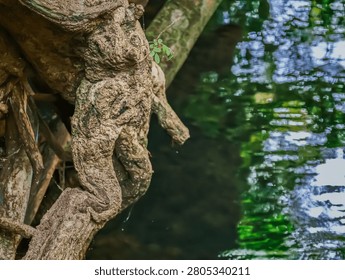Unique textured tree roots hanging over reflective green river water, showcasing the beauty of intricate natural wooden shapes in a serene jungle setting.
