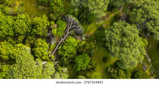 Unique top down drone view showing a large fallen tree resting amongst healthy standing green woodland vegetation.