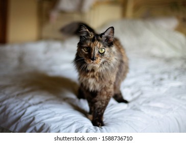 Unique Tortoise Cat With Long Fur