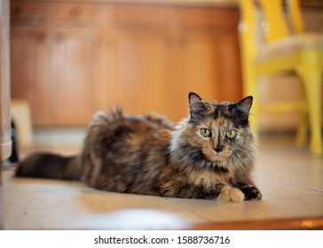 Unique Tortoise Cat With Long Fur